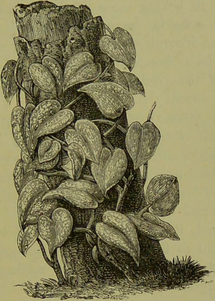 An illustration from Beautiful leaved plants : being a description of the most beautiful leaved plants in cultivation in this country, to which is added an extended catalogue / by E.J. Lowe ; assisted by W. Howard ; with sixty coloured illustrations., 1872, leaf 181
