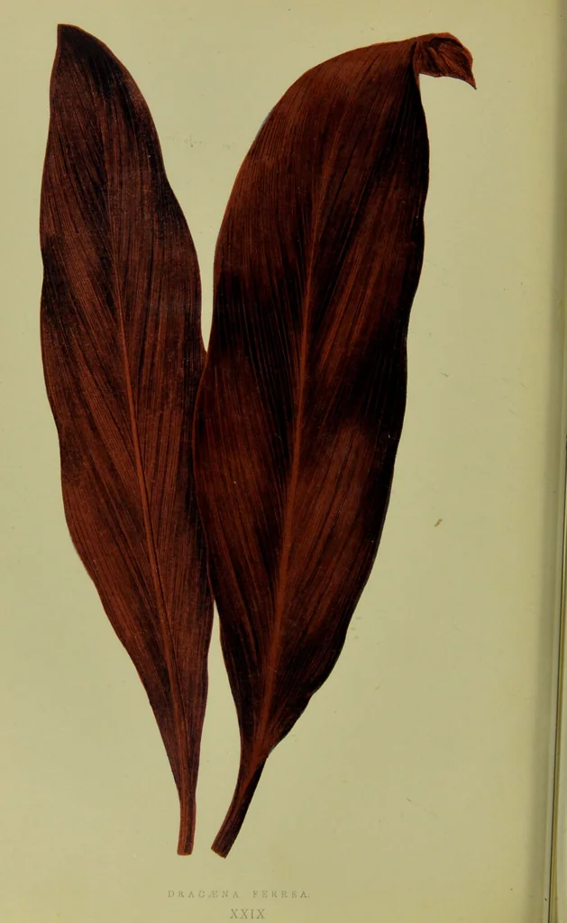 An illustration from Beautiful leaved plants : being a description of the most beautiful leaved plants in cultivation in this country, to which is added an extended catalogue / by E.J. Lowe ; assisted by W. Howard ; with sixty coloured illustrations., 1872, leaf 184