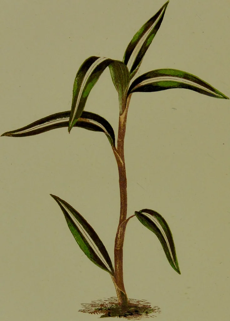 An illustration from Beautiful leaved plants : being a description of the most beautiful leaved plants in cultivation in this country, to which is added an extended catalogue / by E.J. Lowe ; assisted by W. Howard ; with sixty coloured illustrations., 1872, leaf 190