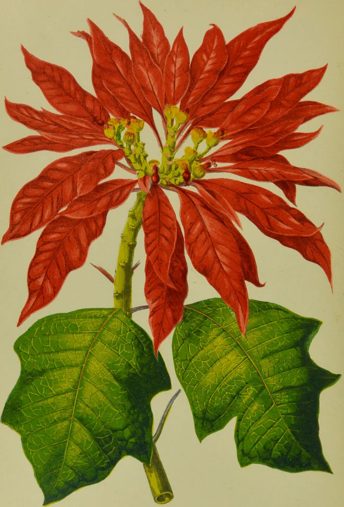 An illustration from Beautiful leaved plants : being a description of the most beautiful leaved plants in cultivation in this country, to which is added an extended catalogue / by E.J. Lowe ; assisted by W. Howard ; with sixty coloured illustrations., 1872, leaf 196