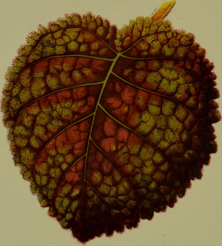 An illustration from Beautiful leaved plants : being a description of the most beautiful leaved plants in cultivation in this country, to which is added an extended catalogue / by E.J. Lowe ; assisted by W. Howard ; with sixty coloured illustrations., 1872, leaf 208