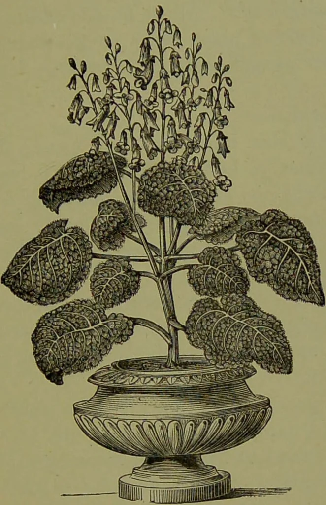 An illustration from Beautiful leaved plants : being a description of the most beautiful leaved plants in cultivation in this country, to which is added an extended catalogue / by E.J. Lowe ; assisted by W. Howard ; with sixty coloured illustrations., 1872, leaf 211