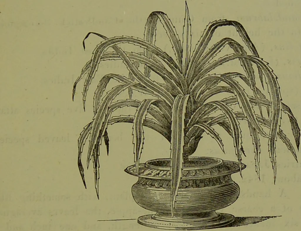 An illustration from Beautiful leaved plants : being a description of the most beautiful leaved plants in cultivation in this country, to which is added an extended catalogue / by E.J. Lowe ; assisted by W. Howard ; with sixty coloured illustrations., 1872, leaf 229