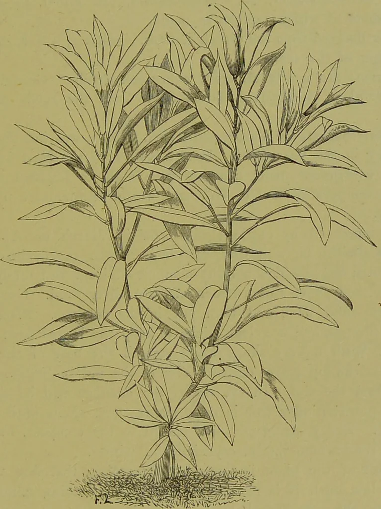 An illustration from Beautiful leaved plants : being a description of the most beautiful leaved plants in cultivation in this country, to which is added an extended catalogue / by E.J. Lowe ; assisted by W. Howard ; with sixty coloured illustrations., 1872, leaf 23