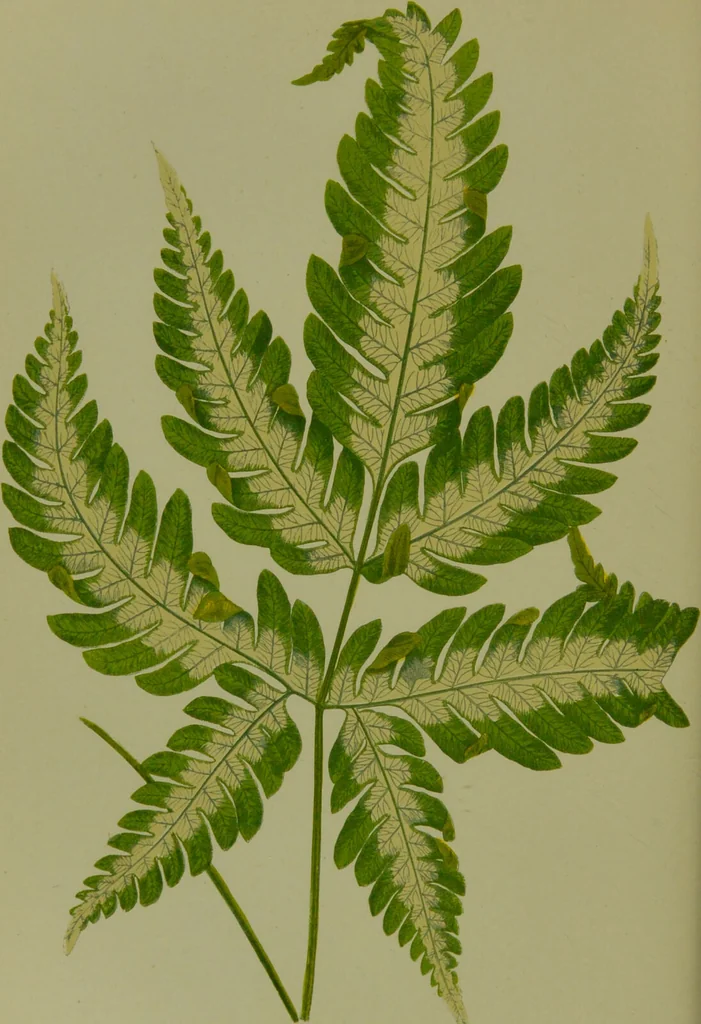 An illustration from Beautiful leaved plants : being a description of the most beautiful leaved plants in cultivation in this country, to which is added an extended catalogue / by E.J. Lowe ; assisted by W. Howard ; with sixty coloured illustrations., 1872, leaf 232