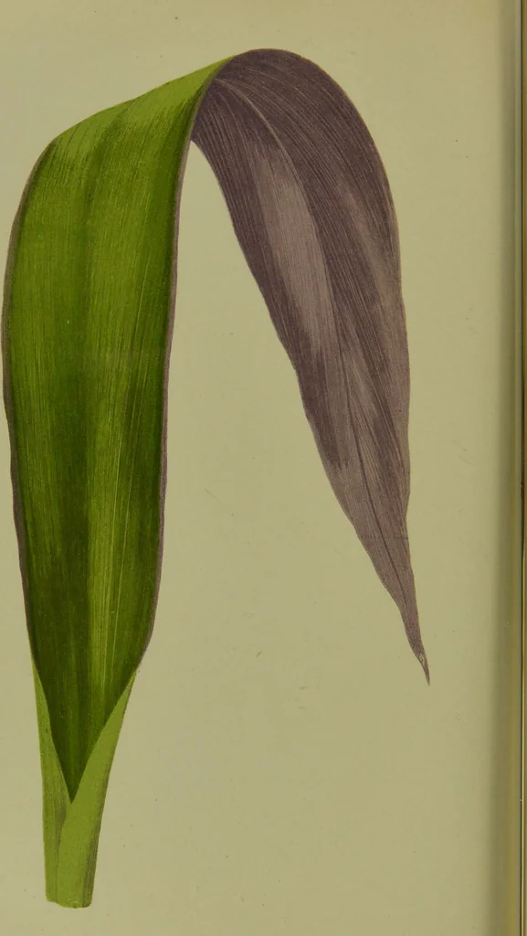 An illustration from Beautiful leaved plants : being a description of the most beautiful leaved plants in cultivation in this country, to which is added an extended catalogue / by E.J. Lowe ; assisted by W. Howard ; with sixty coloured illustrations., 1872, leaf 244