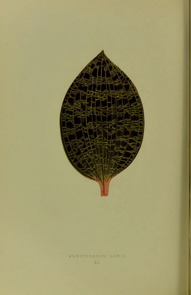 An illustration from Beautiful leaved plants : being a description of the most beautiful leaved plants in cultivation in this country, to which is added an extended catalogue / by E.J. Lowe ; assisted by W. Howard ; with sixty coloured illustrations., 1872, leaf 250