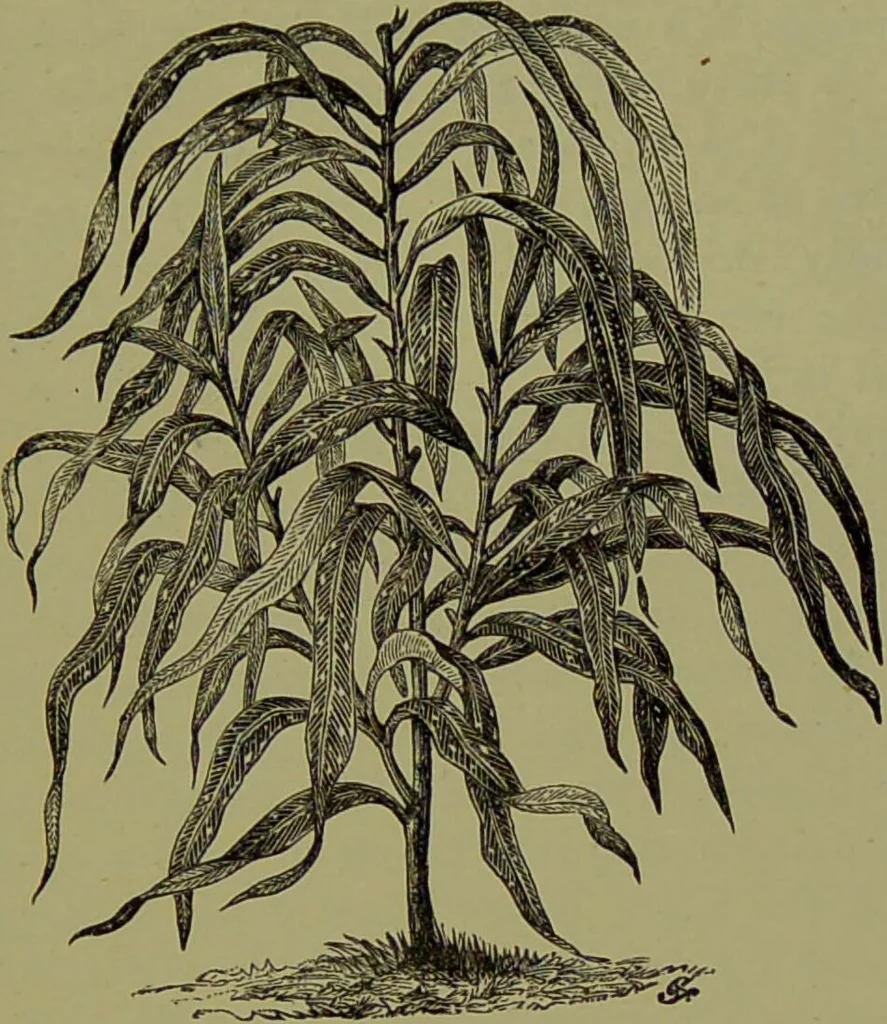 An illustration from Beautiful leaved plants : being a description of the most beautiful leaved plants in cultivation in this country, to which is added an extended catalogue / by E.J. Lowe ; assisted by W. Howard ; with sixty coloured illustrations., 1872, leaf 259