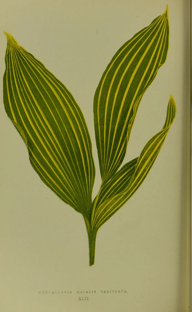 An illustration from Beautiful leaved plants : being a description of the most beautiful leaved plants in cultivation in this country, to which is added an extended catalogue / by E.J. Lowe ; assisted by W. Howard ; with sixty coloured illustrations., 1872, leaf 262