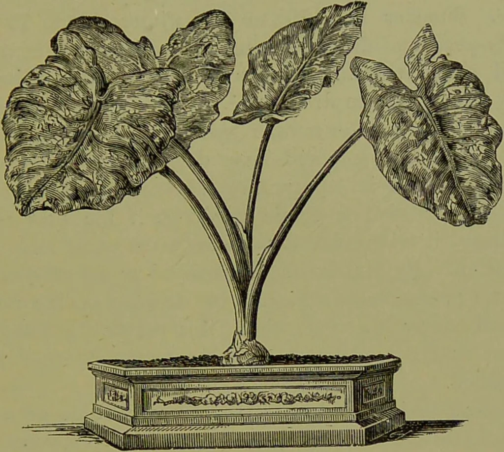 An illustration from Beautiful leaved plants : being a description of the most beautiful leaved plants in cultivation in this country, to which is added an extended catalogue / by E.J. Lowe ; assisted by W. Howard ; with sixty coloured illustrations., 1872, leaf 271