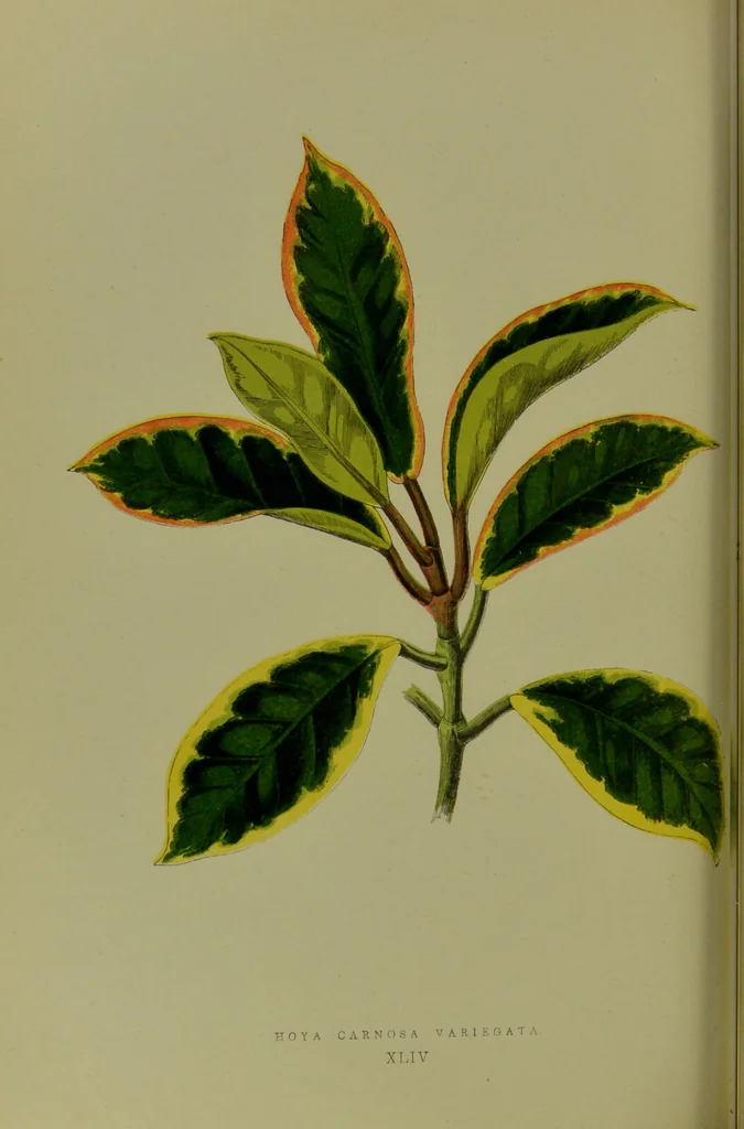 An illustration from Beautiful leaved plants : being a description of the most beautiful leaved plants in cultivation in this country, to which is added an extended catalogue / by E.J. Lowe ; assisted by W. Howard ; with sixty coloured illustrations., 1872, leaf 274
