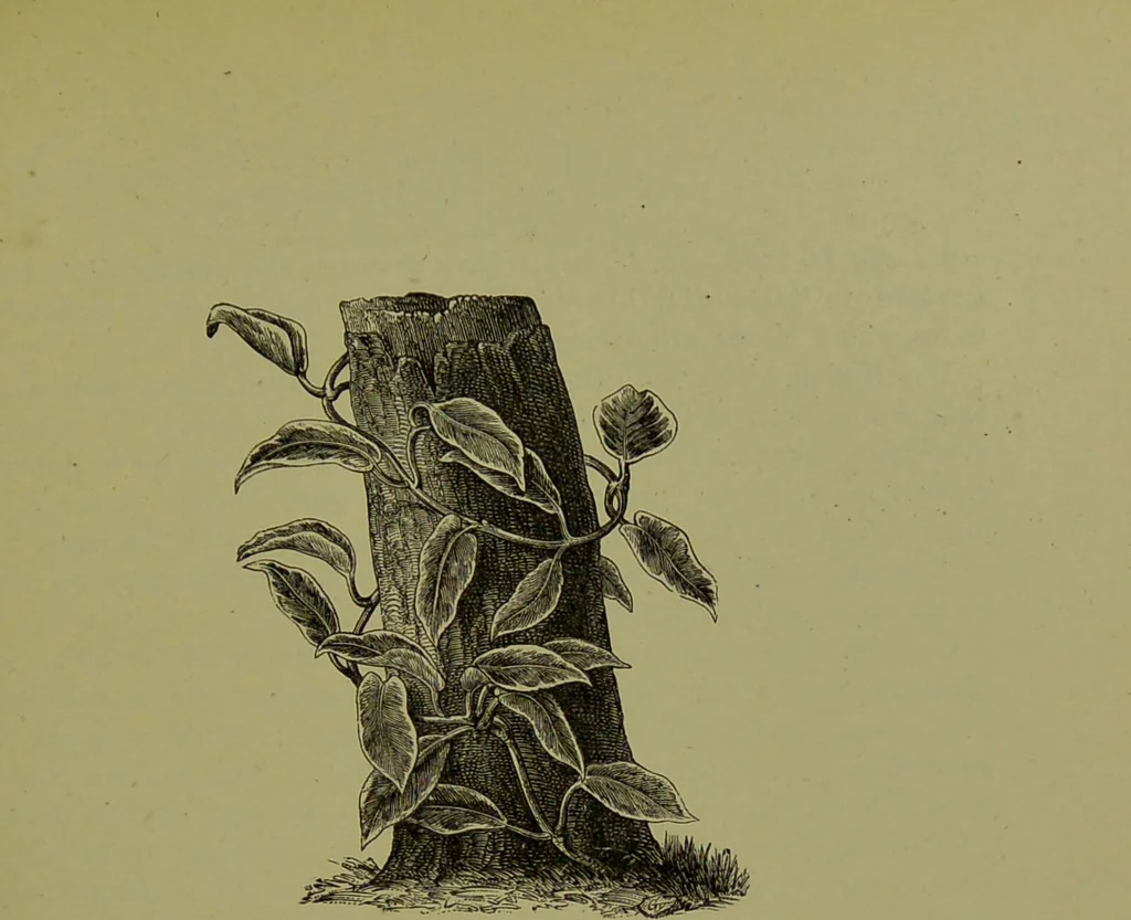 An illustration from Beautiful leaved plants : being a description of the most beautiful leaved plants in cultivation in this country, to which is added an extended catalogue / by E.J. Lowe ; assisted by W. Howard ; with sixty coloured illustrations., 1872, leaf 277