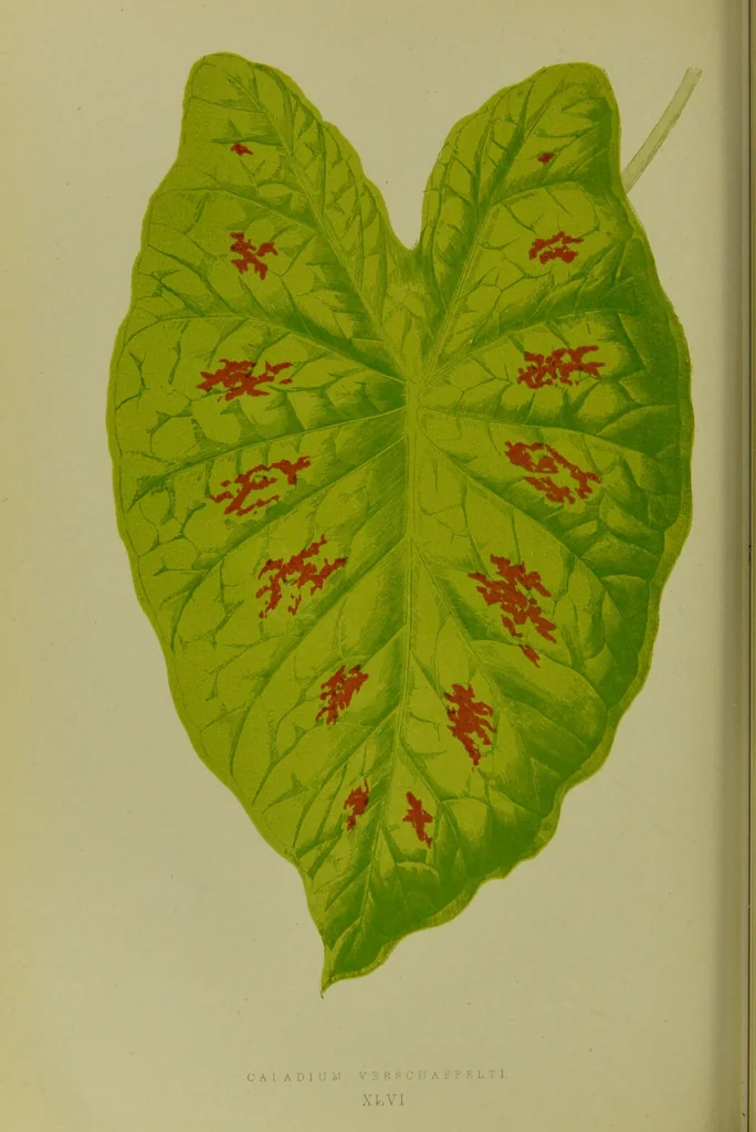 An illustration from Beautiful leaved plants : being a description of the most beautiful leaved plants in cultivation in this country, to which is added an extended catalogue / by E.J. Lowe ; assisted by W. Howard ; with sixty coloured illustrations., 1872, leaf 286