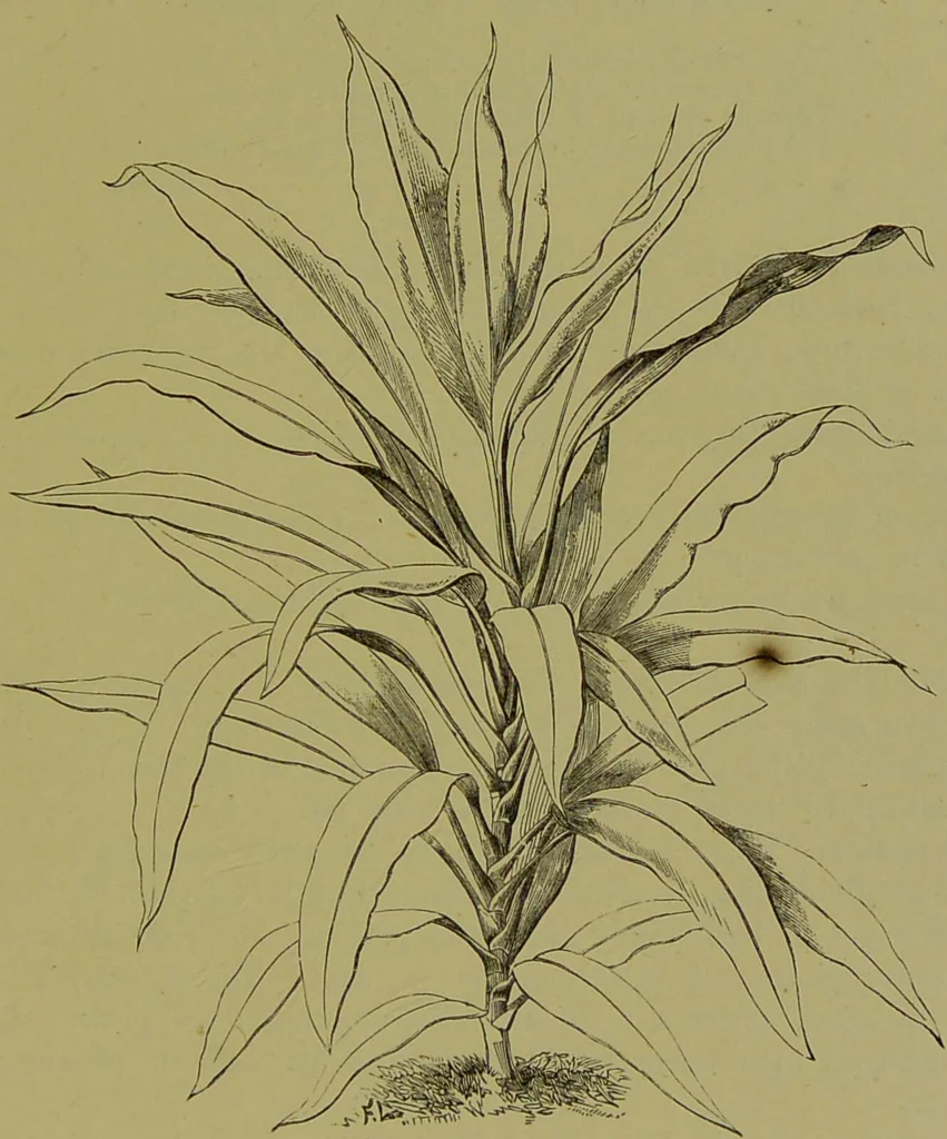 An illustration from Beautiful leaved plants : being a description of the most beautiful leaved plants in cultivation in this country, to which is added an extended catalogue / by E.J. Lowe ; assisted by W. Howard ; with sixty coloured illustrations., 1872, leaf 29