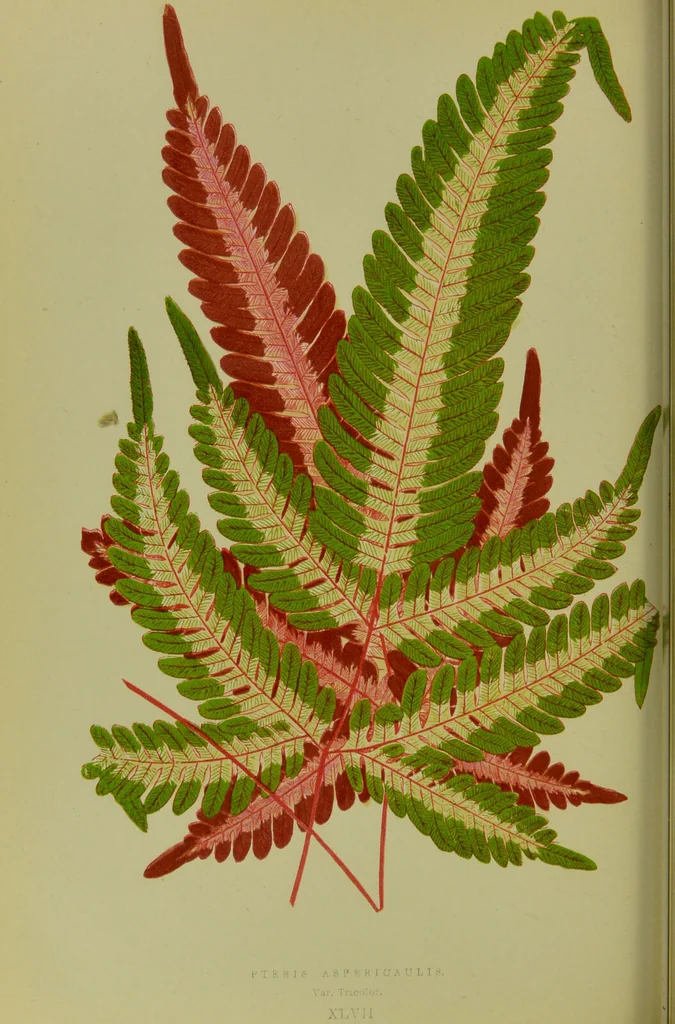 An illustration from Beautiful leaved plants : being a description of the most beautiful leaved plants in cultivation in this country, to which is added an extended catalogue / by E.J. Lowe ; assisted by W. Howard ; with sixty coloured illustrations., 1872, leaf 290