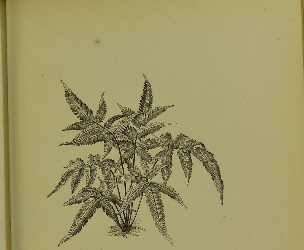 An illustration from Beautiful leaved plants : being a description of the most beautiful leaved plants in cultivation in this country, to which is added an extended catalogue / by E.J. Lowe ; assisted by W. Howard ; with sixty coloured illustrations., 1872, leaf 293