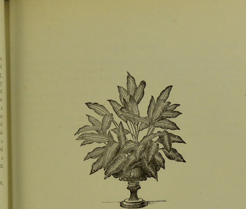 An illustration from Beautiful leaved plants : being a description of the most beautiful leaved plants in cultivation in this country, to which is added an extended catalogue / by E.J. Lowe ; assisted by W. Howard ; with sixty coloured illustrations., 1872, leaf 307