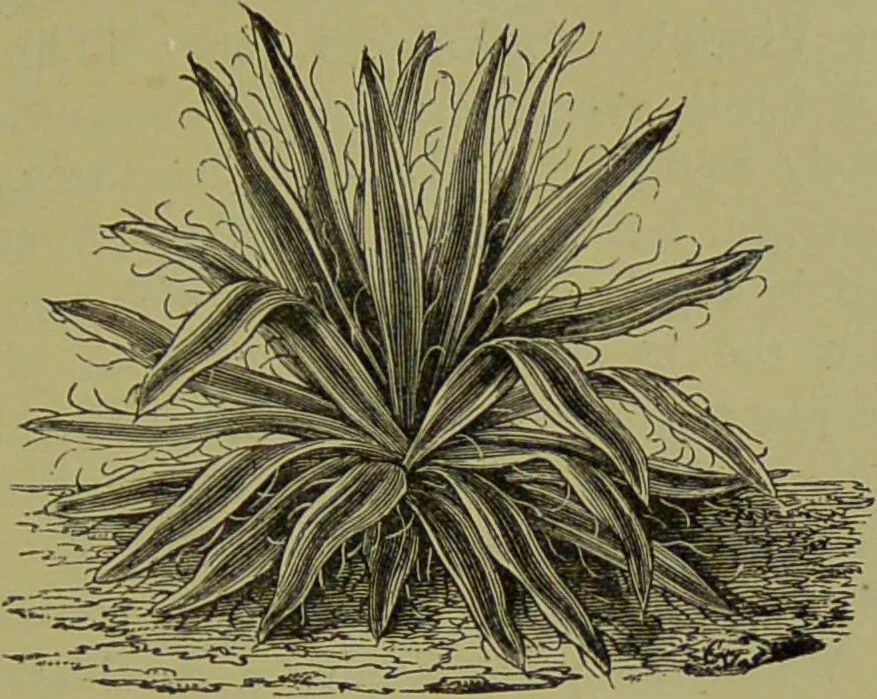 An illustration from Beautiful leaved plants : being a description of the most beautiful leaved plants in cultivation in this country, to which is added an extended catalogue / by E.J. Lowe ; assisted by W. Howard ; with sixty coloured illustrations., 1872, leaf 319