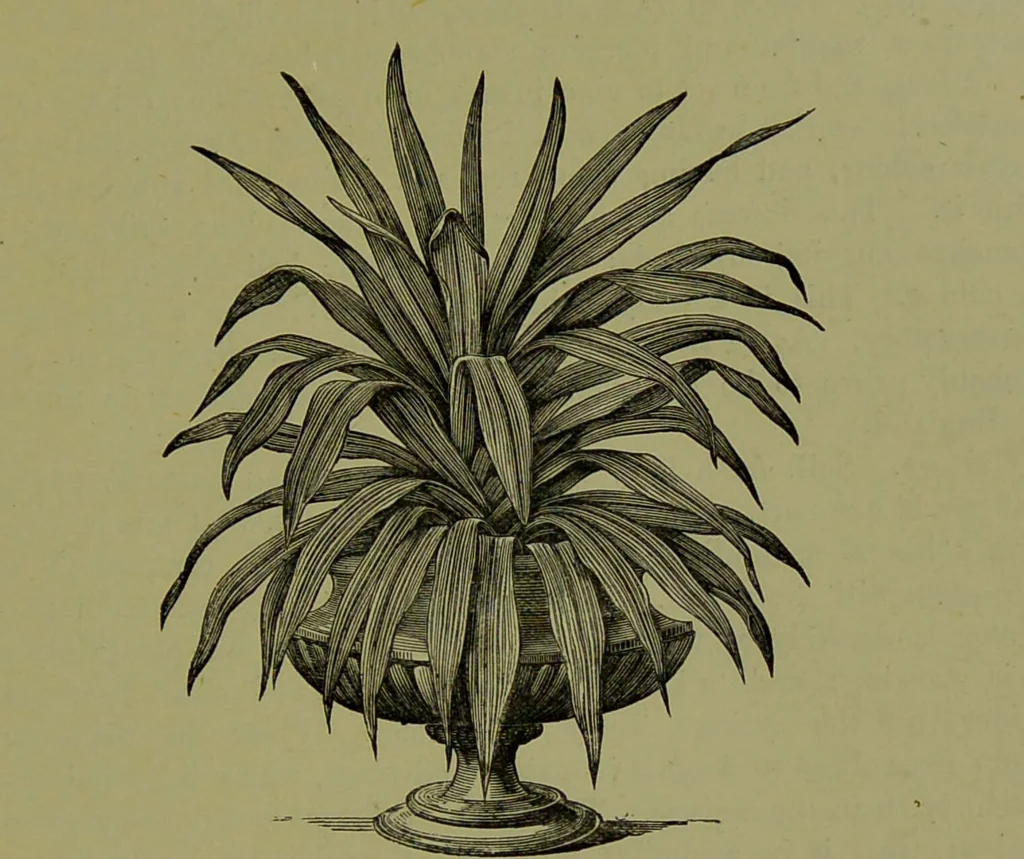 An illustration from Beautiful leaved plants : being a description of the most beautiful leaved plants in cultivation in this country, to which is added an extended catalogue / by E.J. Lowe ; assisted by W. Howard ; with sixty coloured illustrations., 1872, leaf 325