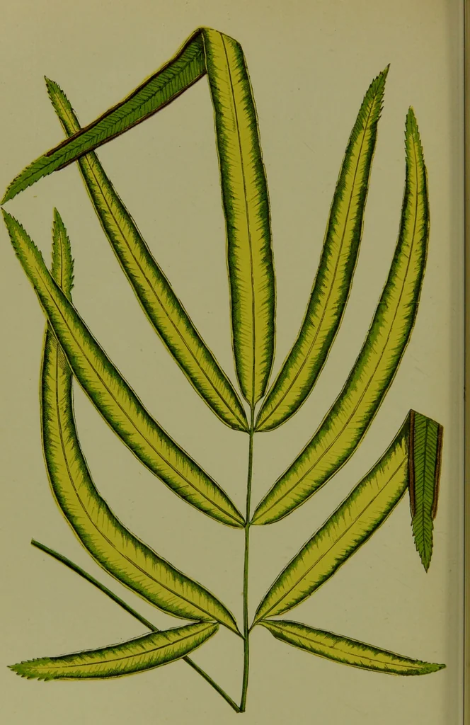 An illustration from Beautiful leaved plants : being a description of the most beautiful leaved plants in cultivation in this country, to which is added an extended catalogue / by E.J. Lowe ; assisted by W. Howard ; with sixty coloured illustrations., 1872, leaf 328