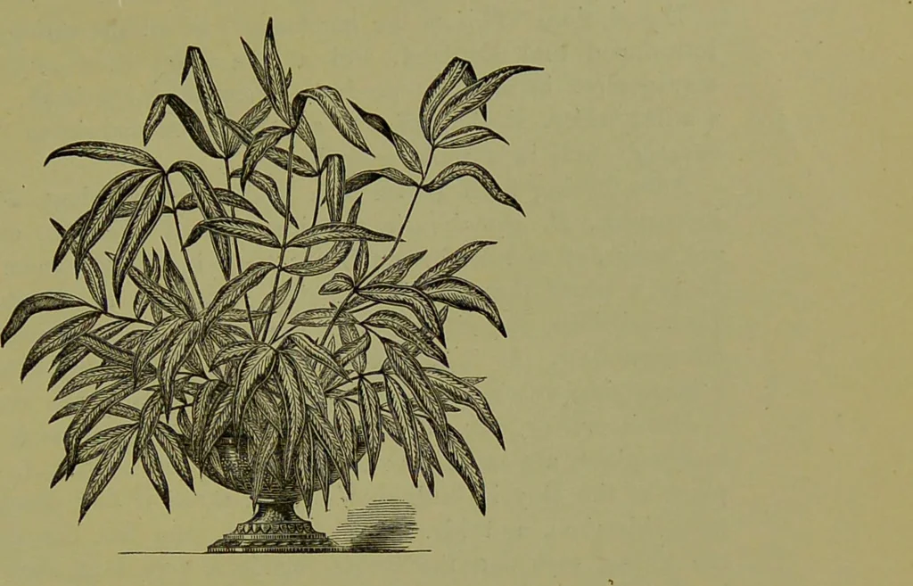 An illustration from Beautiful leaved plants : being a description of the most beautiful leaved plants in cultivation in this country, to which is added an extended catalogue / by E.J. Lowe ; assisted by W. Howard ; with sixty coloured illustrations., 1872, leaf 331