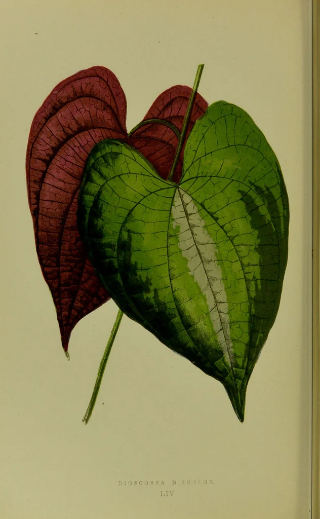 An illustration from Beautiful leaved plants : being a description of the most beautiful leaved plants in cultivation in this country, to which is added an extended catalogue / by E.J. Lowe ; assisted by W. Howard ; with sixty coloured illustrations., 1872, leaf 332