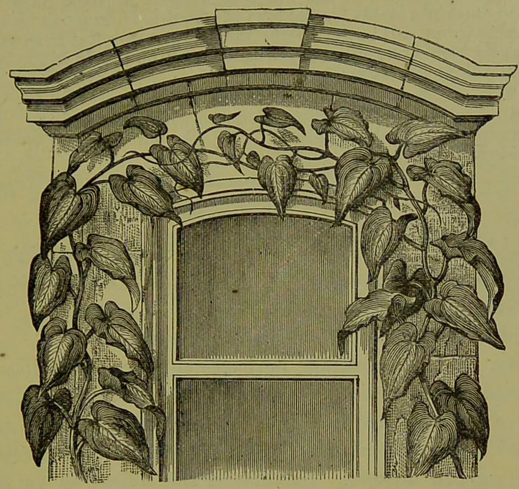 An illustration from Beautiful leaved plants : being a description of the most beautiful leaved plants in cultivation in this country, to which is added an extended catalogue / by E.J. Lowe ; assisted by W. Howard ; with sixty coloured illustrations., 1872, leaf 335