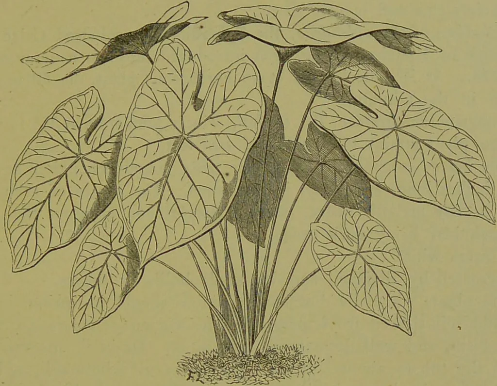 An illustration from Beautiful leaved plants : being a description of the most beautiful leaved plants in cultivation in this country, to which is added an extended catalogue / by E.J. Lowe ; assisted by W. Howard ; with sixty coloured illustrations., 1872, leaf 35