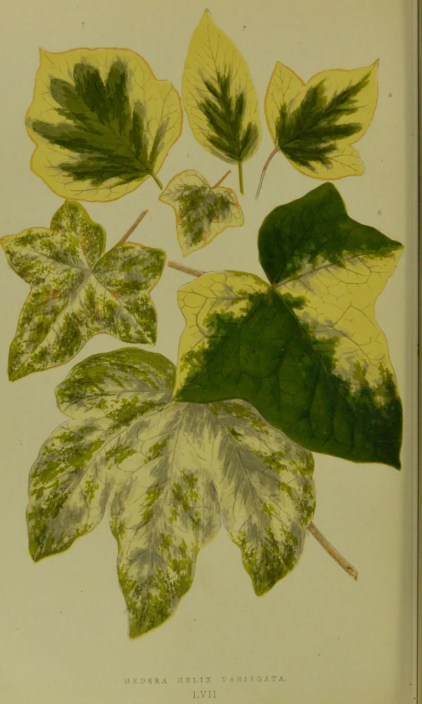 An illustration from Beautiful leaved plants : being a description of the most beautiful leaved plants in cultivation in this country, to which is added an extended catalogue / by E.J. Lowe ; assisted by W. Howard ; with sixty coloured illustrations., 1872, leaf 350