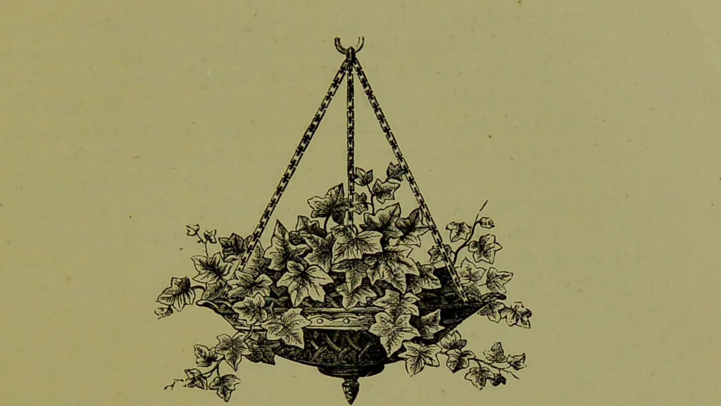 An illustration from Beautiful leaved plants : being a description of the most beautiful leaved plants in cultivation in this country, to which is added an extended catalogue / by E.J. Lowe ; assisted by W. Howard ; with sixty coloured illustrations., 1872, leaf 353