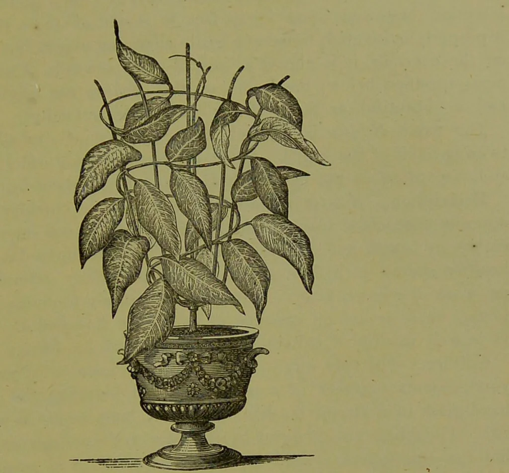 An illustration from Beautiful leaved plants : being a description of the most beautiful leaved plants in cultivation in this country, to which is added an extended catalogue / by E.J. Lowe ; assisted by W. Howard ; with sixty coloured illustrations., 1872, leaf 361