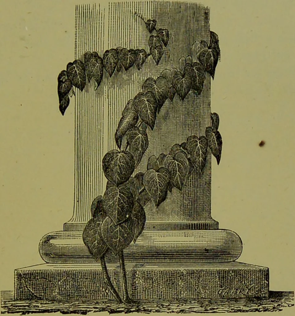 An illustration from Beautiful leaved plants : being a description of the most beautiful leaved plants in cultivation in this country, to which is added an extended catalogue / by E.J. Lowe ; assisted by W. Howard ; with sixty coloured illustrations., 1872, leaf 367