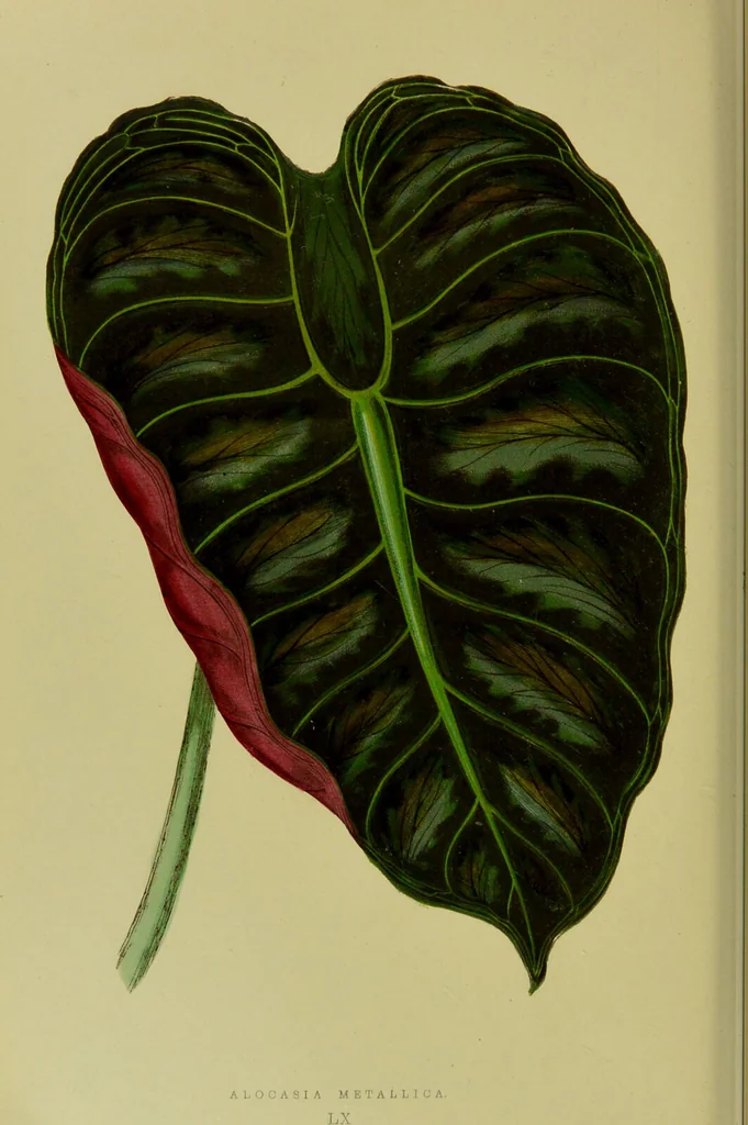 An illustration from Beautiful leaved plants : being a description of the most beautiful leaved plants in cultivation in this country, to which is added an extended catalogue / by E.J. Lowe ; assisted by W. Howard ; with sixty coloured illustrations., 1872, leaf 370