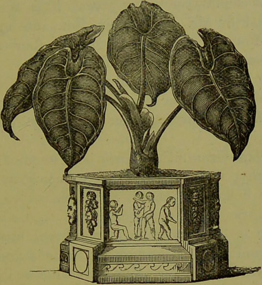 An illustration from Beautiful leaved plants : being a description of the most beautiful leaved plants in cultivation in this country, to which is added an extended catalogue / by E.J. Lowe ; assisted by W. Howard ; with sixty coloured illustrations., 1872, leaf 373