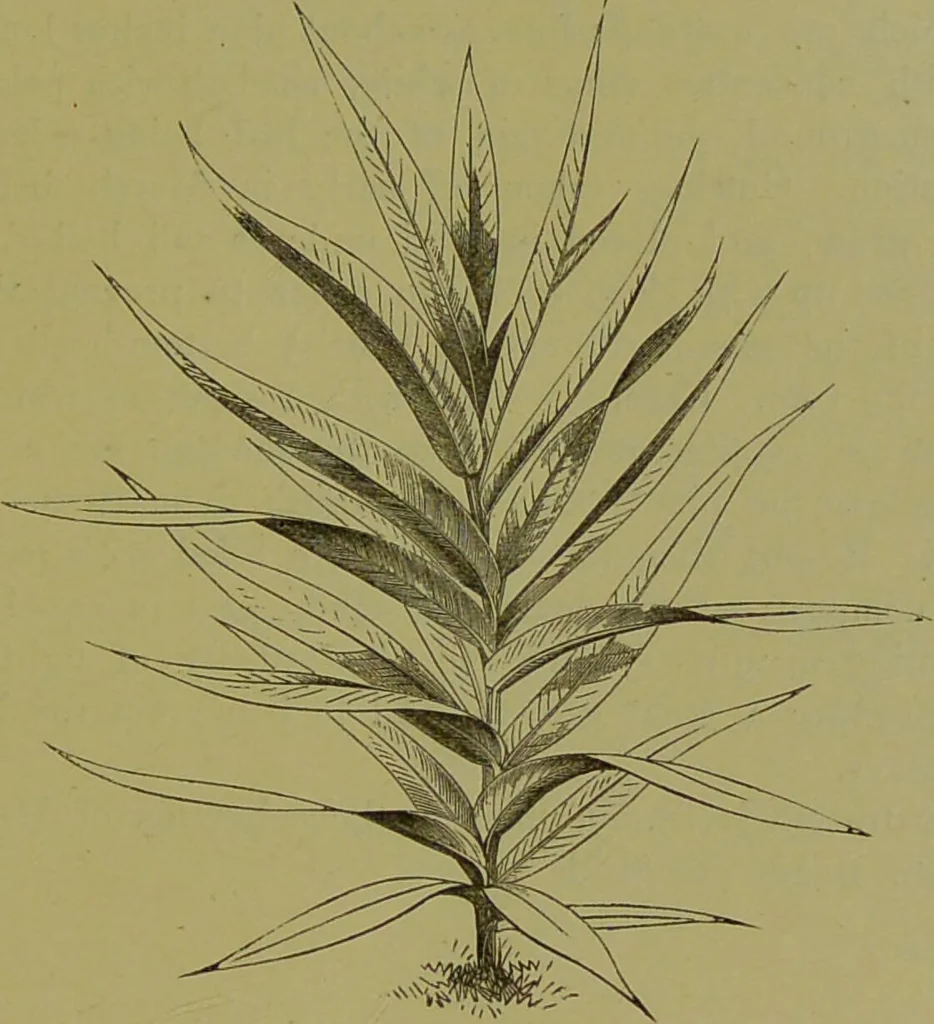 An illustration from Beautiful leaved plants : being a description of the most beautiful leaved plants in cultivation in this country, to which is added an extended catalogue / by E.J. Lowe ; assisted by W. Howard ; with sixty coloured illustrations., 1872, leaf 41