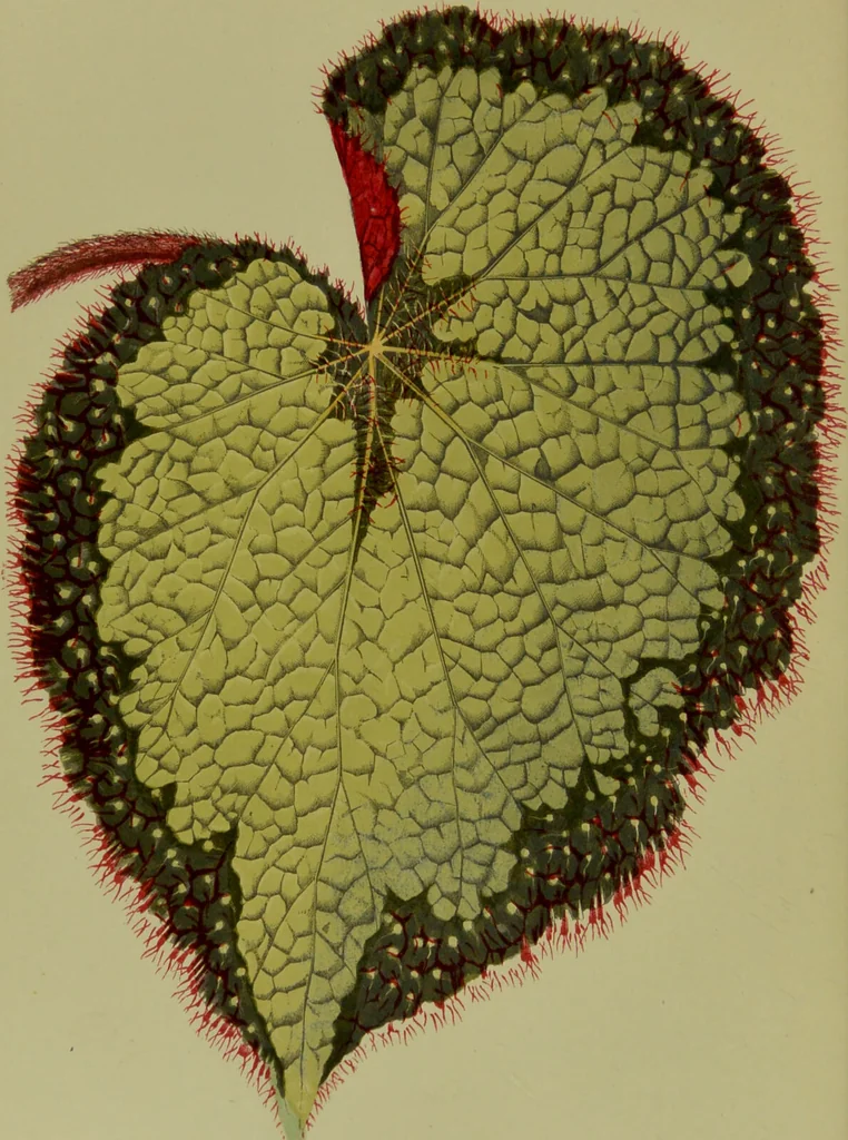 An illustration from Beautiful leaved plants : being a description of the most beautiful leaved plants in cultivation in this country, to which is added an extended catalogue / by E.J. Lowe ; assisted by W. Howard ; with sixty coloured illustrations., 1872, leaf 44