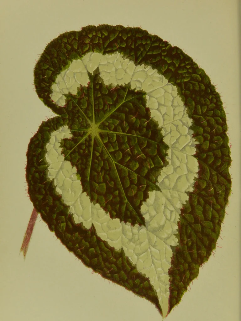 An illustration from Beautiful leaved plants : being a description of the most beautiful leaved plants in cultivation in this country, to which is added an extended catalogue / by E.J. Lowe ; assisted by W. Howard ; with sixty coloured illustrations., 1872, leaf 62