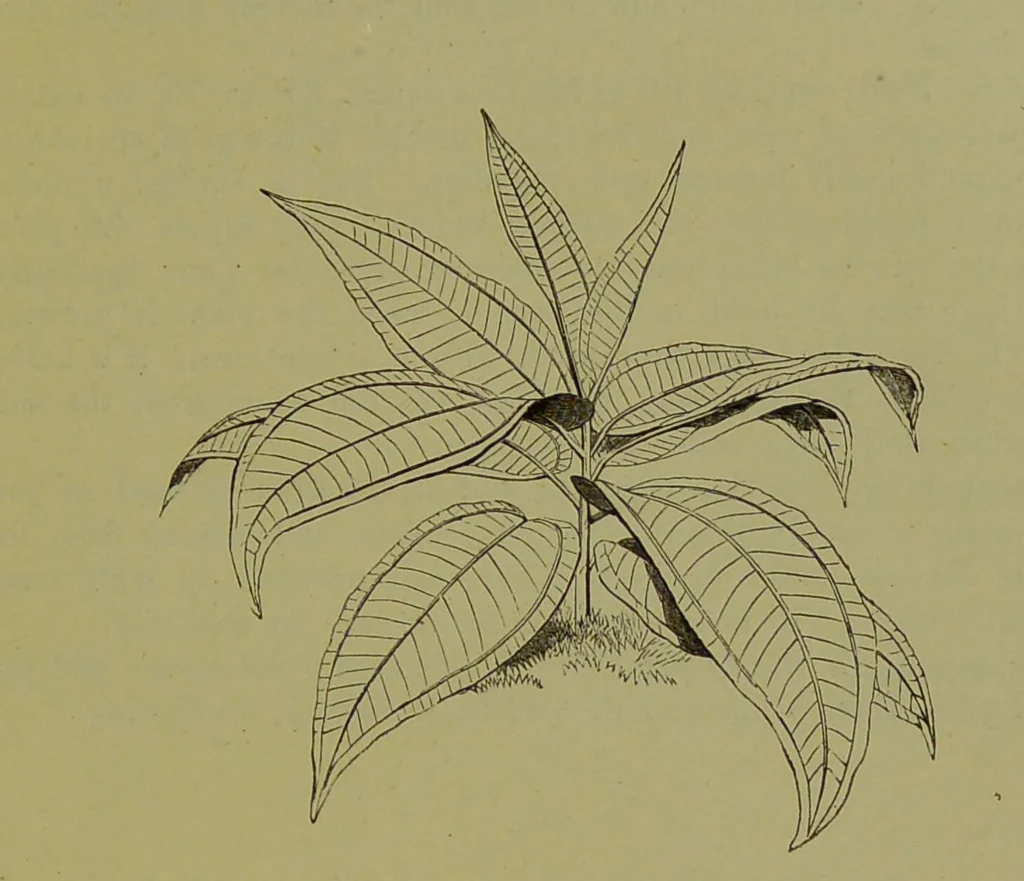 An illustration from Beautiful leaved plants : being a description of the most beautiful leaved plants in cultivation in this country, to which is added an extended catalogue / by E.J. Lowe ; assisted by W. Howard ; with sixty coloured illustrations., 1872, leaf 73