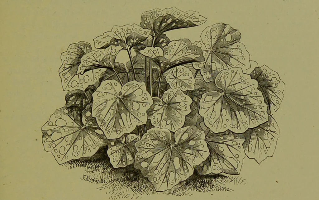 An illustration from Beautiful leaved plants : being a description of the most beautiful leaved plants in cultivation in this country, to which is added an extended catalogue / by E.J. Lowe ; assisted by W. Howard ; with sixty coloured illustrations., 1872, leaf 79