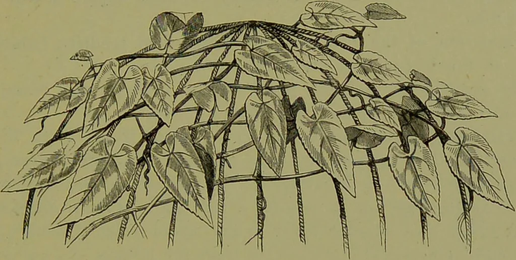 An illustration from Beautiful leaved plants : being a description of the most beautiful leaved plants in cultivation in this country, to which is added an extended catalogue / by E.J. Lowe ; assisted by W. Howard ; with sixty coloured illustrations., 1872, leaf 91