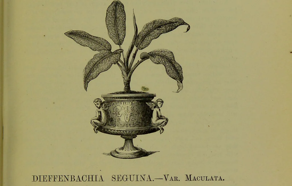 An illustration from Beautiful leaved plants : being a description of the most beautiful leaved plants in cultivation in this country, to which is added an extended catalogue / by E.J. Lowe ; assisted by W. Howard ; with sixty coloured illustrations., 1872, leaf 97
