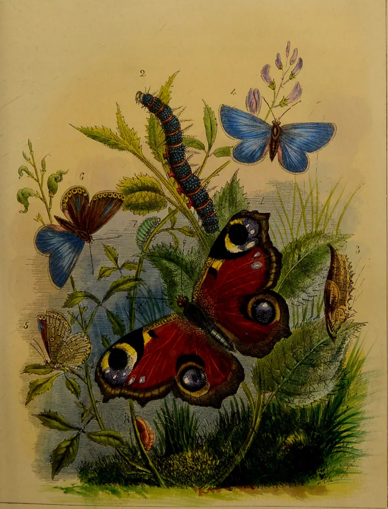 An illustration from The butterfly vivarium, or, Insect home: being an account of a new method of observing the curious metamorphoses of some of the most beautiful of our native insects. Comprising also a popular description of the habits and instincts of many of the insects of the various classes referred to; with suggestions for the successful study of entomology by means of an insect vivarium / by H. Noel Humphreys ... Illustrated with coloured engravings., 1858, leaf 145