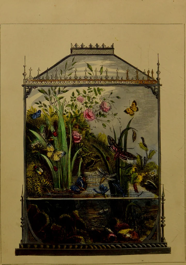 An illustration from The butterfly vivarium, or, Insect home: being an account of a new method of observing the curious metamorphoses of some of the most beautiful of our native insects. Comprising also a popular description of the habits and instincts of many of the insects of the various classes referred to; with suggestions for the successful study of entomology by means of an insect vivarium / by H. Noel Humphreys ... Illustrated with coloured engravings., 1858, leaf 8
