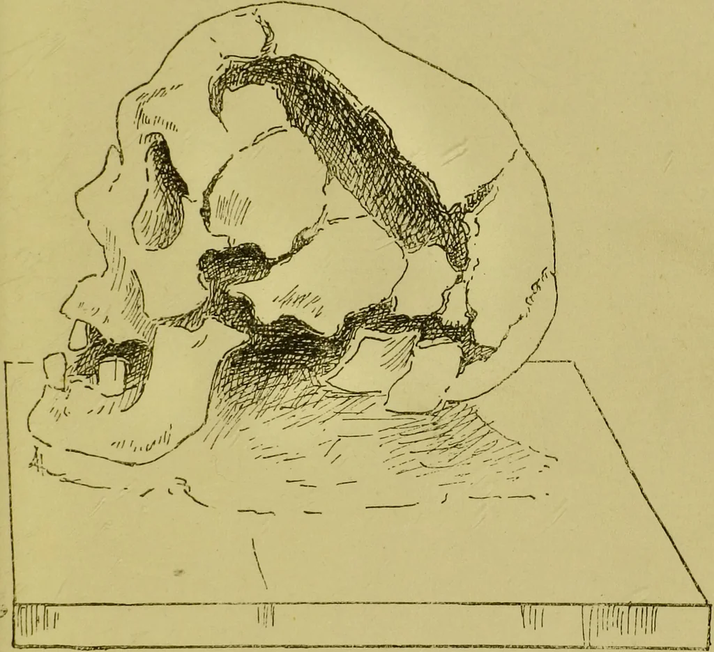 An illustration from Heads, and what they tell us : phrenological recollections / by W. Pugin Thornton., 1892, leaf 115