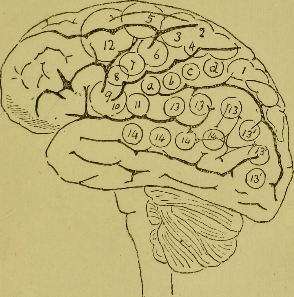 An illustration from Heads, and what they tell us : phrenological recollections / by W. Pugin Thornton., 1892, leaf 23