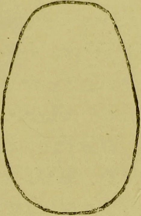 An illustration from Heads, and what they tell us : phrenological recollections / by W. Pugin Thornton., 1892, leaf 87