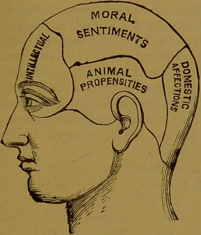 An illustration from "Truths for the million" : hand book & guide to physiology, psychology, physiognomy and phrenology / by Joseph Dyson., 1885, leaf 23
