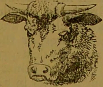 An illustration from "Truths for the million" : hand book & guide to physiology, psychology, physiognomy and phrenology / by Joseph Dyson., 1885, leaf 69