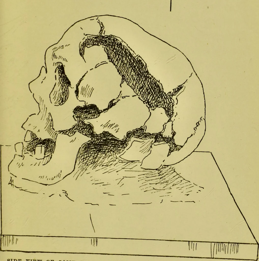 An illustration from Phrenology, or, Heads, and what they tell us / by W. Pugin Thornton., 1896, leaf 115