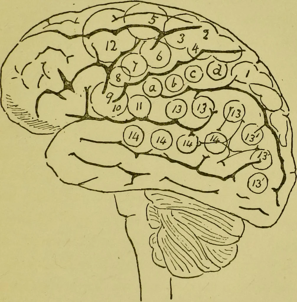 An illustration from Phrenology, or, Heads, and what they tell us / by W. Pugin Thornton., 1896, leaf 23